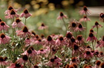 Flowers in garden at Berwick Lodge Bristol